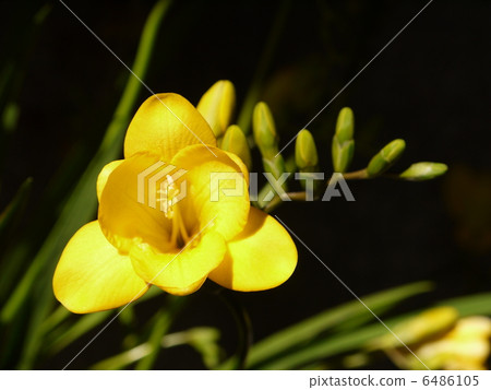 Freesia 6486105