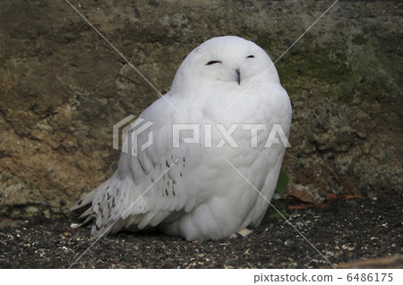Snowy owl 6486175