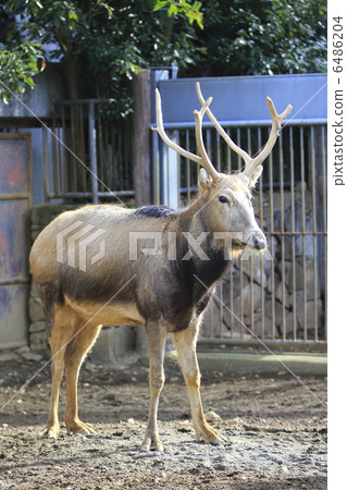 Deer Deer 6486204