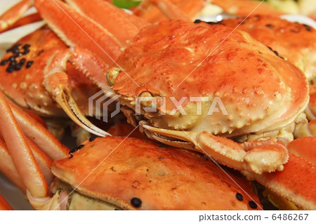 雪蟹 6486267