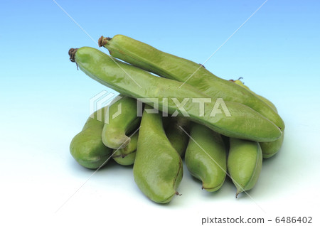 蠶豆 6486402