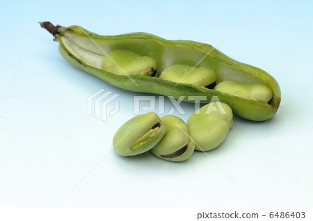 蠶豆 蠶豆 6486403