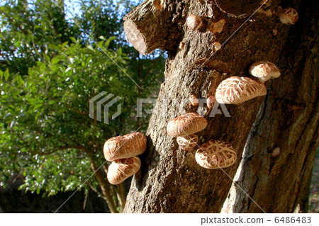 Shiitake cultivation Shiitake cultivation 6486483