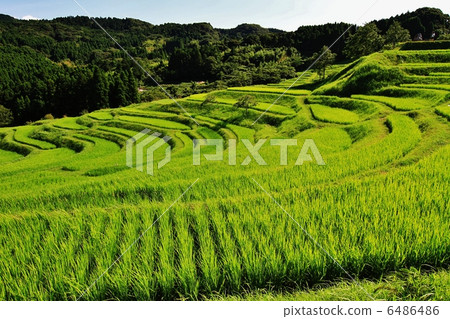 Kamogawa Oyama Senjita 6486486