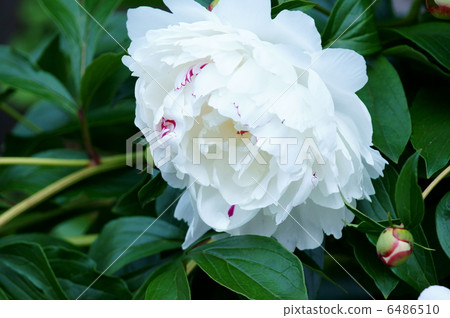 如果它的立場是牡丹藥...花很重，它掛起來。 6486510