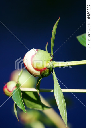 如果你站起來，這是一個艱難的萌芽。 6486512