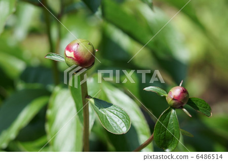 如果你站起來，這是一個艱難的萌芽。 6486514