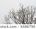 Dead tree in winter 6486790