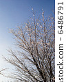 A tree 6486791