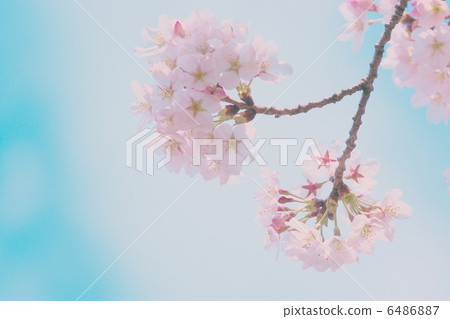 櫻桃樹 櫻桃樹 6486887