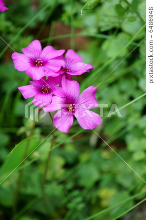 Oxalis深紅醋 6486948