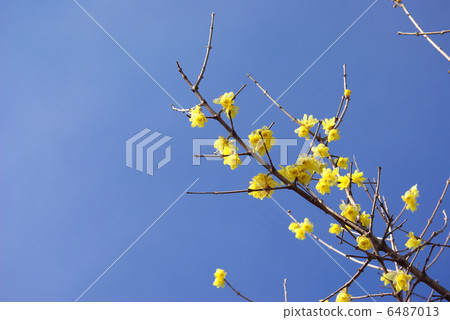 Wax plum Wax plum 6487013