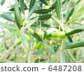 Olive 6487208