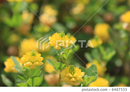 Kusudama clamskin flowers 6487333