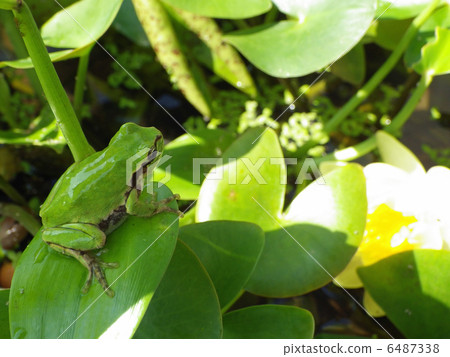 Frog and water lily Frog and water lily 6487338