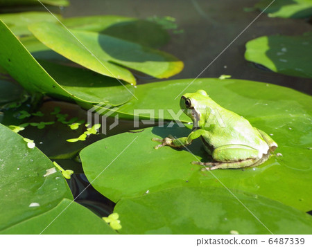 青蛙和睡蓮 6487339
