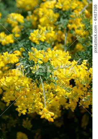 Jeongju分店Enikida這就是如何製作掃帚掃帚...... 6487386