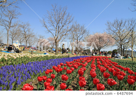 Tulip Festival Tulip Festival 6487694