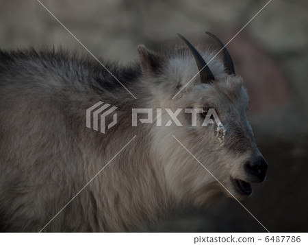 The profile of a Japanese lamb (female) 6487786