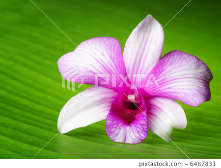 Orchid flower lies on green leaf 6487831