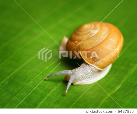 Snail creeps on green leaf. 6487833
