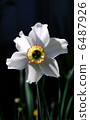 Narcissus 6487926