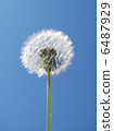 Dandelion against the sky 6487929