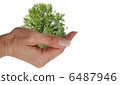 Tree in a hand 6487946