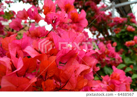 Bougain's Forest "Bougainvillea" Bougain's Forest "Bougainvillea" 6488567