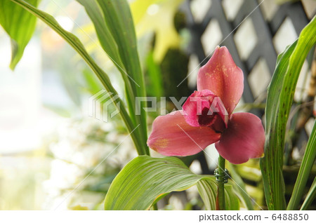 2月Orchid Licaste和Orchid Department 13 6488850