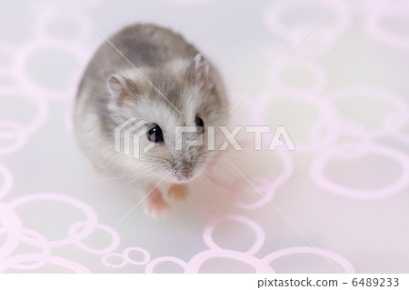 Hamster Hamster 6489233