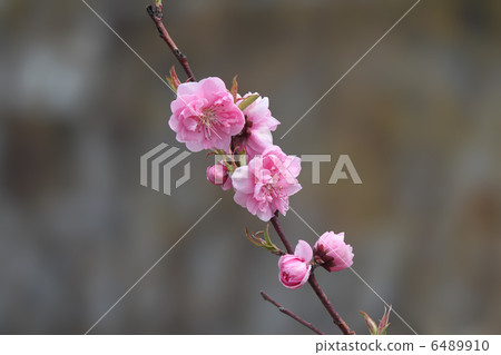 櫻桃樹 櫻桃樹 6489910