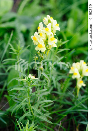 Flowering Common Toadflax, Yellow Toadflax (Linaria vulgaris) 6490259
