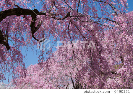 春天的花朵~Shita Rezakura~ 6490351