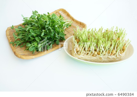 Hydroponics of bean seedlings 6490384