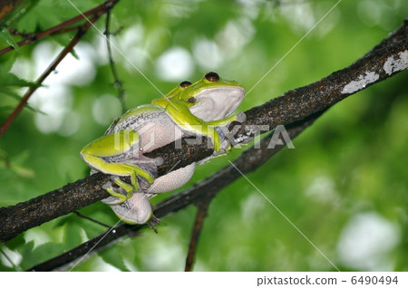 Moria鷗青蛙 6490494