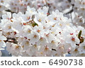 Cherry Blossoms	 6490738