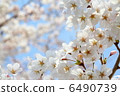 Cherry Blossoms	 6490739