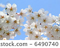 Cherry Blossoms	 6490740
