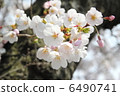 Cherry Blossoms	 6490741
