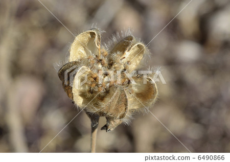 芙蓉萎縮 6490866