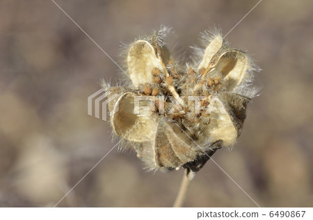 芙蓉萎縮 6490867