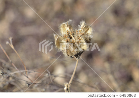 Withering Furong 6490868