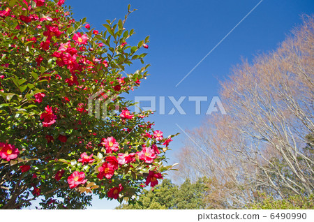 When Sazakani is blooming 6490990