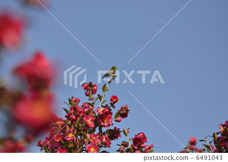 Mejiro and cold camellia Mejiro and cold camellia 6491043