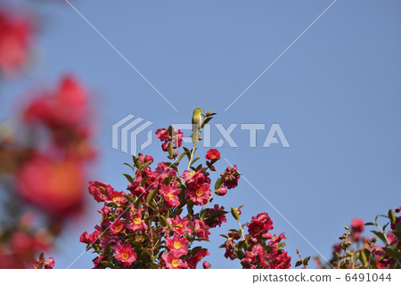 Mejiro和冷的山茶花 Mejiro和冷的山茶花 6491044