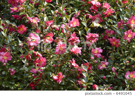 Mejiro和冷的山茶花 Mejiro和冷的山茶花 6491045
