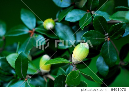 Phillyraeoides 6491070