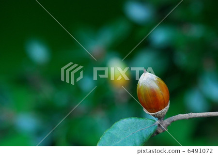 Phillyraeoides 6491072