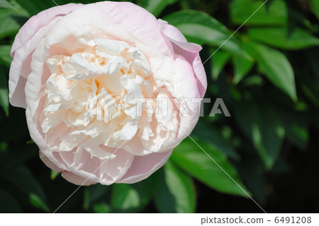 Peony 6491208